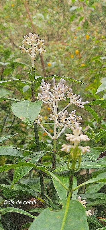 14 Chassalia corallioides Bois de corail Rubiaceae ENDEMIQUE LA REUNION .jpeg