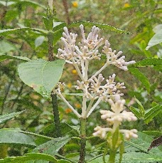 14 Chassalia corallioides Bois de corail Rubiaceae ENDEMIQUE LA REUNION .jpeg