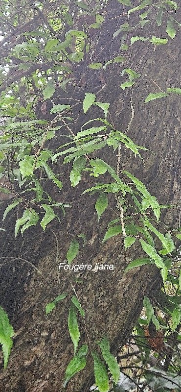 15 Oleandra distenta FOUGERE liane Oleandraceae INDIGENE LA REUNION .jpeg