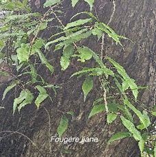15 Oleandra distenta FOUGERE liane Oleandraceae INDIGENE LA REUNION .jpeg