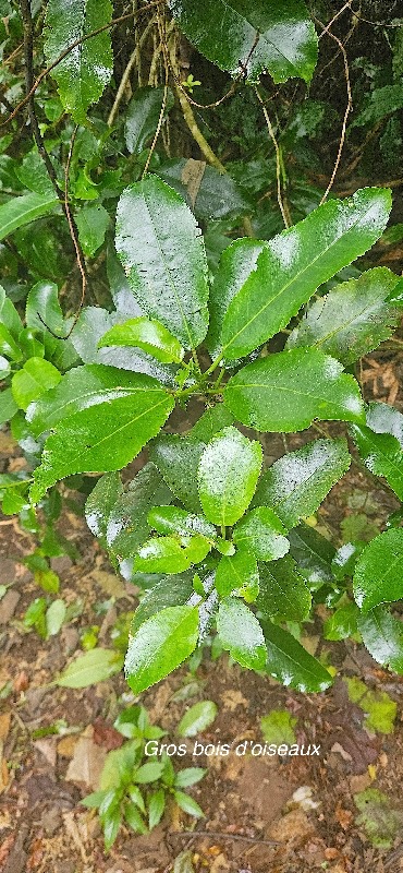 16 Claoxylon glandulosum Gros bois d'oiseaux Euphorbiaceae ENDEMIQUE LA REUNION .jpeg