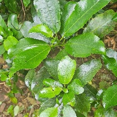 16 Claoxylon glandulosum Gros bois d'oiseaux Euphorbiaceae ENDEMIQUE LA REUNION .jpeg