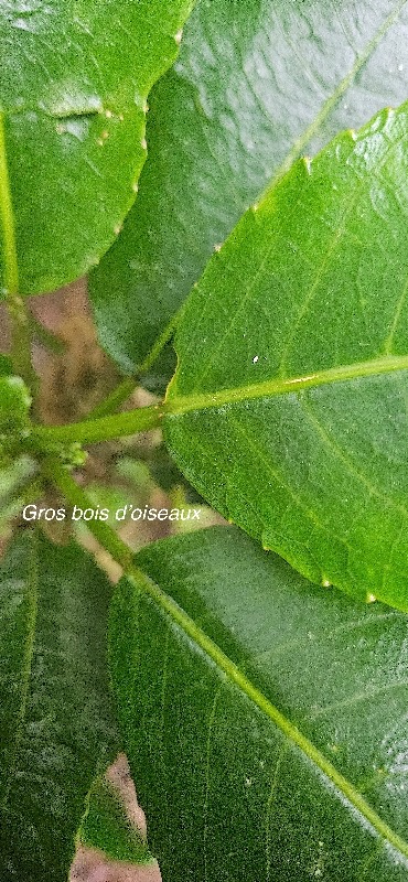 17 Claoxylon glandulosum Gros bois d'oiseaux Euphorbiaceae ENDEMIQUE LA REUNION .jpeg