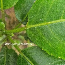 17 Claoxylon glandulosum Gros bois d'oiseaux Euphorbiaceae ENDEMIQUE LA REUNION .jpeg
