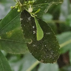 18 Claoxylon parviflorum Petit bois d'oiseaux Euphorbiaceae ENDEMIQUE MASCAREIGNES.jpeg