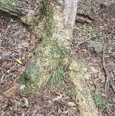 19 Melicope obtusifolia Gros patte poule Euphorbiaceae ENDEMIQUE MASCAREIGNES .jpeg