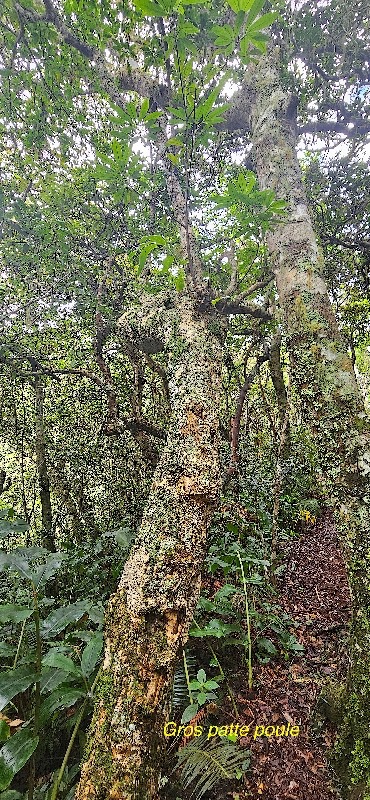 20 Melicope obtusifolia Gros patte poule Rutaceae ENDEMIQUE LA REUNION, MAURICE .jpeg