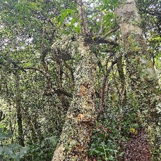 20 Melicope obtusifolia Gros patte poule Rutaceae ENDEMIQUE LA REUNION, MAURICE .jpeg