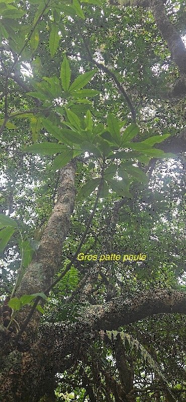 21 Melicope obtusifolia Gros patte poule Euphorbiaceae ENDEMIQUE LA REUNION, MAURICE .jpeg