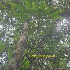21 Melicope obtusifolia Gros patte poule Euphorbiaceae ENDEMIQUE LA REUNION, MAURICE .jpeg