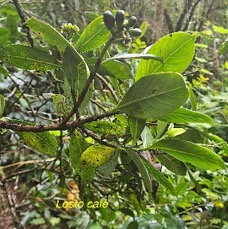 22 Gaertnera vaginata Losto CAFE Rubiaceae ENDEMIQUE LA REUNION .jpeg