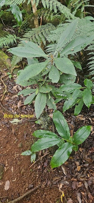 23 Badula barthesia Bois de savon Primulaceae ENDEMIQUE LA REUNION .jpeg