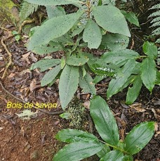 23 Badula barthesia Bois de savon Primulaceae ENDEMIQUE LA REUNION .jpeg