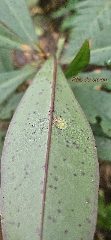 24 Badula barthesia Bois de savon Primulaceae ENDEMIQUE LA REUNION.jpeg