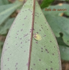 24 Badula barthesia Bois de savon Primulaceae ENDEMIQUE LA REUNION.jpeg