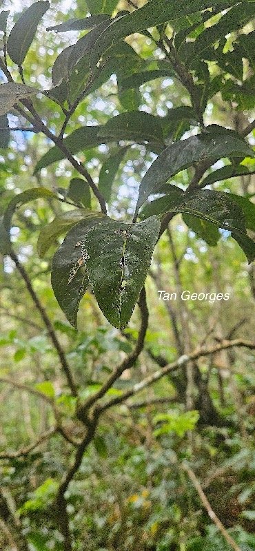 25 Molinaea alternifolia Tan Georges Sapindaceae ENDEMIQUE LA REUNION, MAURICE .jpeg