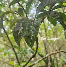 25 Molinaea alternifolia Tan Georges Sapindaceae ENDEMIQUE LA REUNION, MAURICE .jpeg