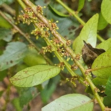 26 Phyllanthus phillyreifolius Bois de cafrine Phyllanthaceae ENDEMIQUE LA REUNION, MAURICE .jpeg