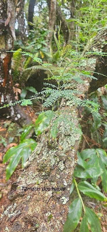 27 Acacia heterophylla Tamarin des hauts Fabaceae ENDEMIQUE LA REUNION.jpeg