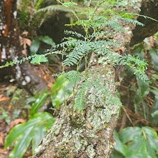 27 Acacia heterophylla Tamarin des hauts Fabaceae ENDEMIQUE LA REUNION.jpeg