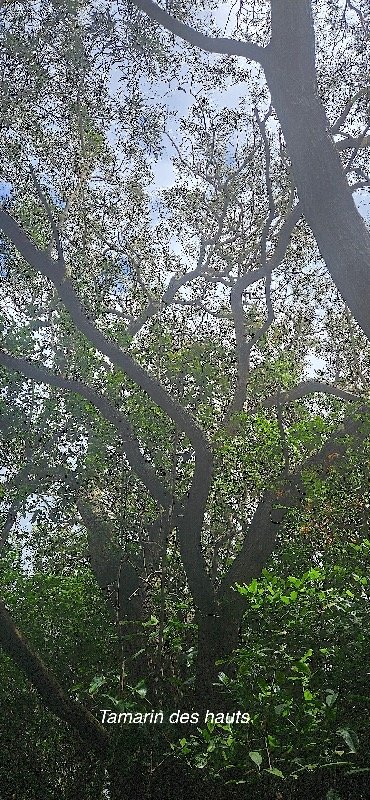 28 Acacia heterophylla Tamarin des hauts Fabaceae ENDEMIQUE LA REUNION .jpeg