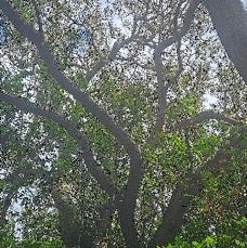 28 Acacia heterophylla Tamarin des hauts Fabaceae ENDEMIQUE LA REUNION .jpeg