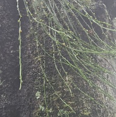 29 Psilotum nudum FOUGERE Filao  Psilotaceae INDIGENE LA REUNION .jpeg