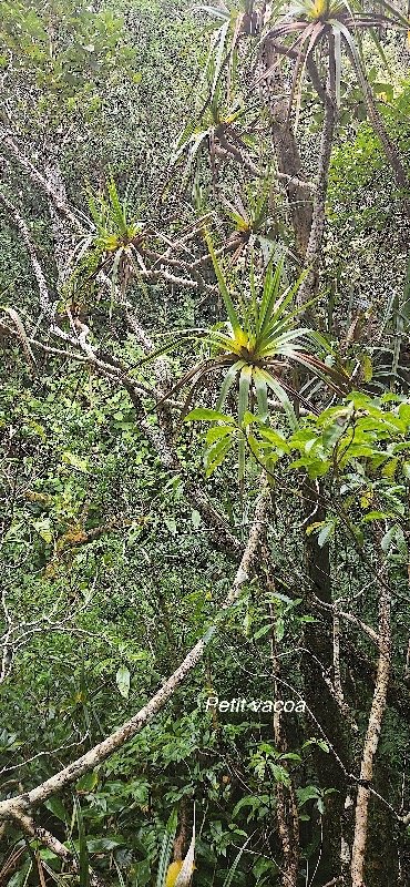 30 Pandanus nemorosus ( sylvestris)  Petit vacoa Pand anaceae ENDEMIQUE LA REUNION .jpeg