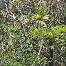 30 Pandanus nemorosus ( sylvestris)  Petit vacoa Pand anaceae ENDEMIQUE LA REUNION .jpeg