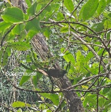 31 Korthalsella opuntia Sourichaude Santalaceae INDIGENE LA REUNION .jpeg