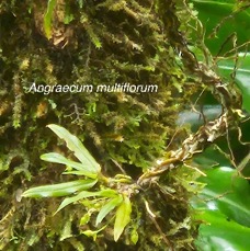 32 Angraecum multiflorum Orchidaceae ENDEMIQUE LA REUNION, MAURICE .jpeg