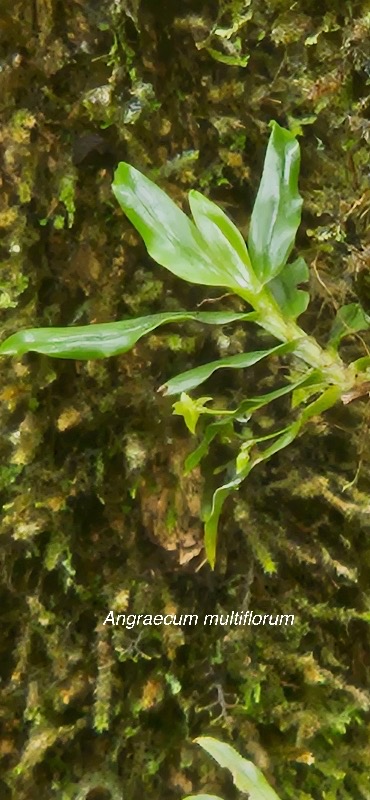 33 Angraecum multiflorum Orchidaceae ENDEMIQUE LA REUNION, MAURICE .jpeg