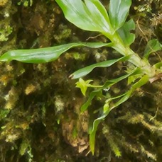 33 Angraecum multiflorum Orchidaceae ENDEMIQUE LA REUNION, MAURICE .jpeg