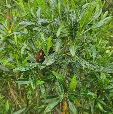 34 Dodonaea viscosa Bois d'arnette Sapindaceae INDIGENE LA REUNION .jpeg