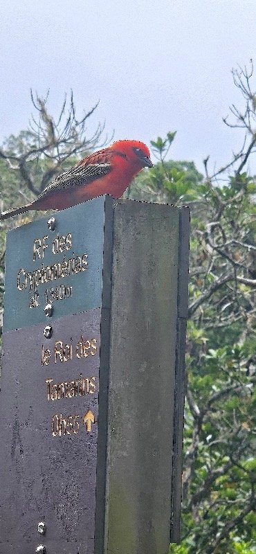 35 Foudia madagascariensis Cardinal Ploceidae Madagascar.jpeg