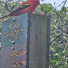 35 Foudia madagascariensis Cardinal Ploceidae Madagascar.jpeg