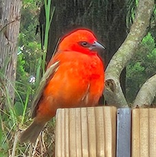 36 Foudia madagascariensis Cardinal Ploceidae Madagascar.jpeg