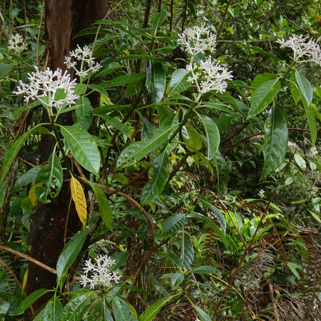 Chassalia_corallioides-Bois_de_corail_des_bas-RUBIACEAE-Endemique_Reunion-P1100824.jpg