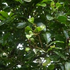 Molinaea_alternifolia-Tan_Georges-SAPINDACEAE-Endemique_Reunion_Maurice-P1100827.jpg