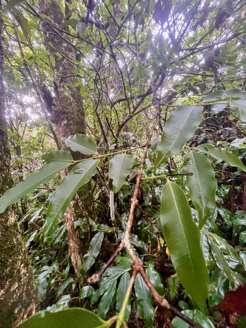 2. Syzygium cymosum - Bois de pomme rouge - Myrtacée - B.jpeg