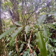 2. Syzygium cymosum - Bois de pomme rouge - Myrtacée - B.jpeg