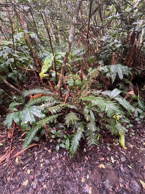 3. Lomaridium attenuatum (ex Blechnum attenuatum).jpeg