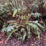 3. Lomaridium attenuatum (ex Blechnum attenuatum).jpeg