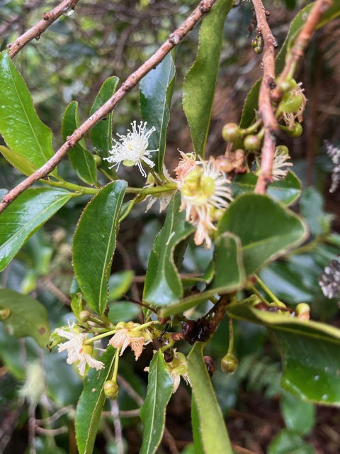 4. Aphloia theiformis - Change-écorce - APHLOIACEE.jpeg