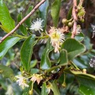 4. Aphloia theiformis - Change-écorce - APHLOIACEE.jpeg