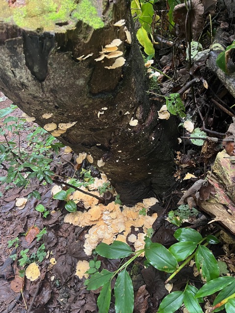 5Floraison de champignons par terre et sur le tronc.jpeg