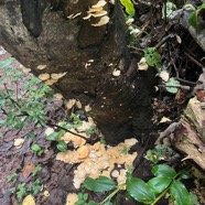 5Floraison de champignons par terre et sur le tronc.jpeg