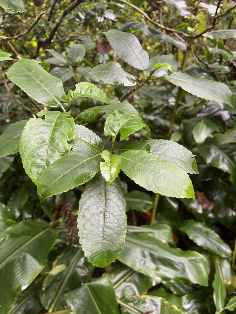 6.Claoxylon glandulosum - Grand Bois d'oiseau - Euphorbiacée - B.jpeg