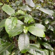 6.Claoxylon glandulosum - Grand Bois d'oiseau - Euphorbiacée - B.jpeg