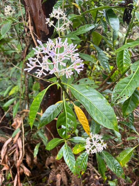 7. Chassalia_corallioides-Bois_de_corail_des_bas-RUBIACEAE-Endemique_Reunion.jpeg